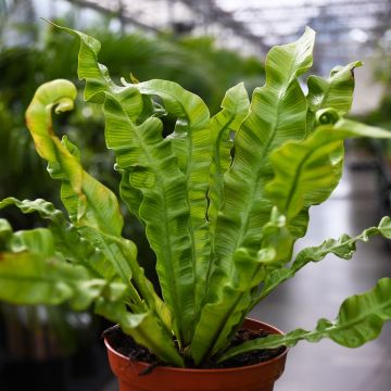 Asplenium Nidus 'Crispy Wave Fern'