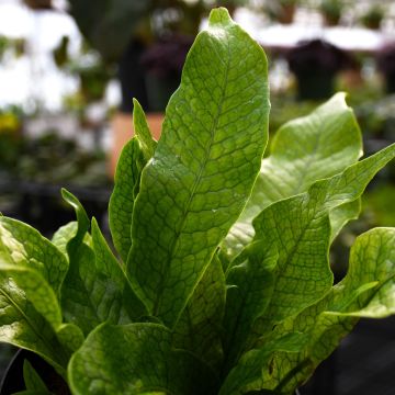 Microsorum Musifolium 'Crocodile Fern'