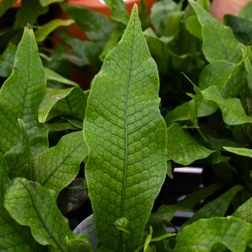 Microsorum Musifolium 'Crocodile Fern'