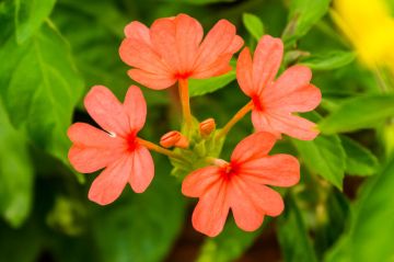 Crossandra, 'Orange' (Firecracker Flower)