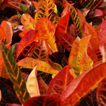 Codiaeum, Variegated Croton, Single Trunk