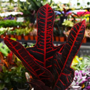 Codiaeum Variegatum, Croton 'Excelente'