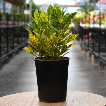 Codiaeum Variegatum, Gold Dust Croton