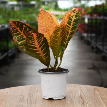 Codiaeum, Variegated Croton 'Petra'