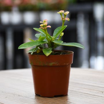 Euphorbia, Crown of Thorns