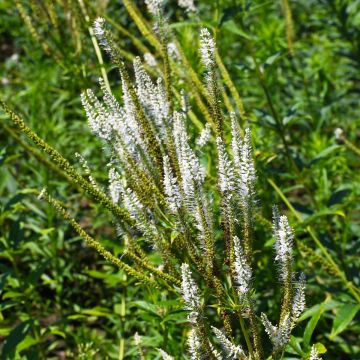 Veronicastrum, Culver’s Root 'Minnesota Native'