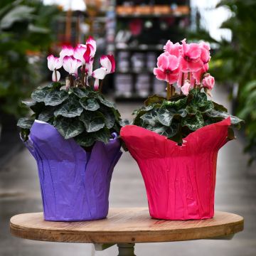 Cyclamen Assorted, Foil Pot