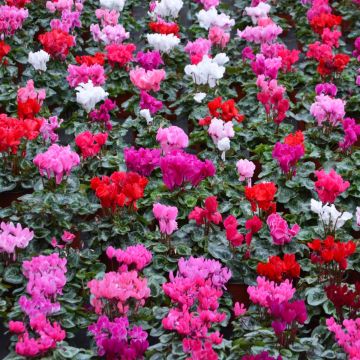 Cyclamen with Foil Cover