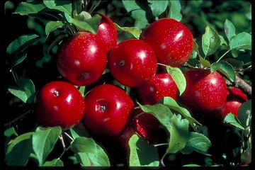 Malus, Fruiting Apple 'Haralson' (Large)