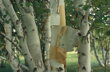 Betula, Paper Birch 'Prairie Dream®'