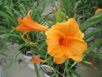 Hemerocallis, Orange Daylily 'Endlesslily® Orange'