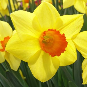 Daffodil 'Brackenhurst'