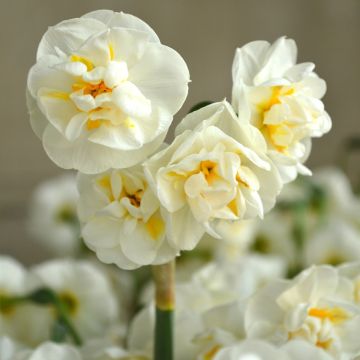 Daffodil 'Bridal Crown'