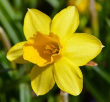 Daffodil, Easter Daffodil