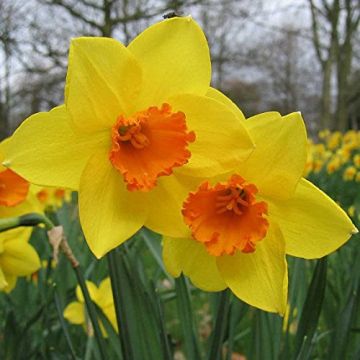 Daffodil 'Jetfire'