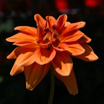 Dahlia, Venti™ 'Mango'