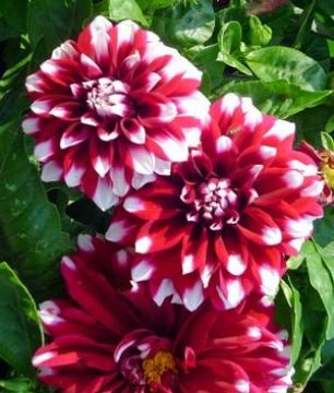 Dahlia, 'Crimson Picotee'