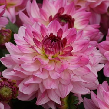 Dahlia, 'Sincerity'