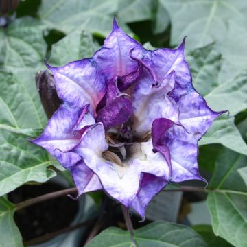 Datura, 'Purple Ballerina'