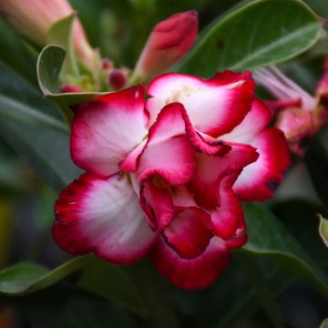 Adenium Obesum 'Desert Rose'