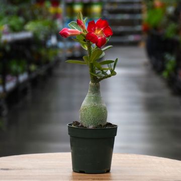 Adenium Obesum 'Desert Rose'