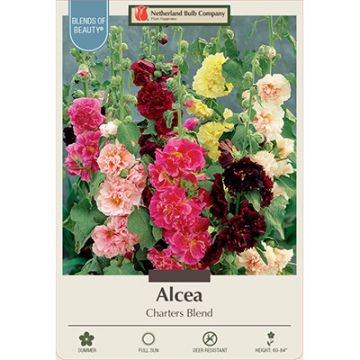 Alcea, Hollyhock 'Charters Blend'