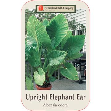 Alocasia, Elephant Ear 'Upright'