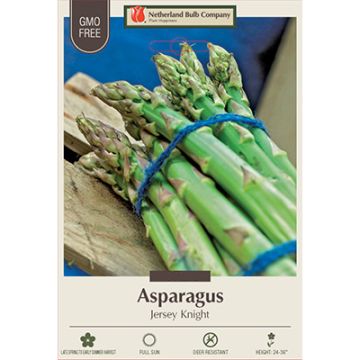 Asparagus 'Jersey Knight'