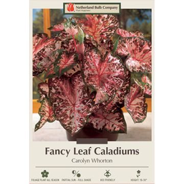 Caladium, Fancy Leaf 'Carolyn Whorton'