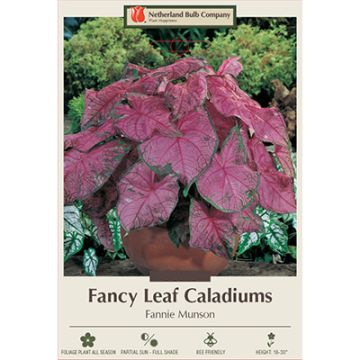 Caladium, Fancy Leaf 'Fannie Munson'