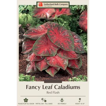 Caladium, Fancy Leaf 'Red Flash'