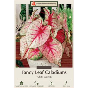 Caladium, Fancy Leaf 'White Queen'