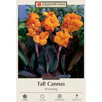 Canna, Tall Cannas 'Wyoming'