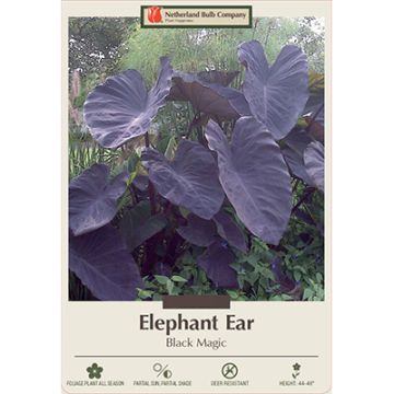 Colocasia, Elephant Ear 'Black Magic'