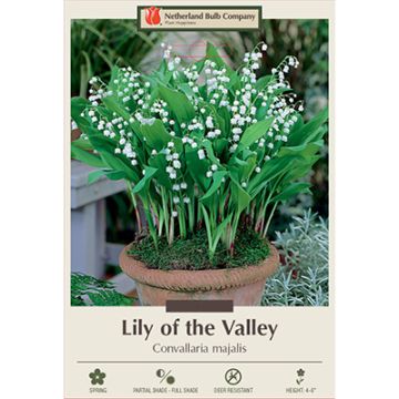 Convallaria, Lily of the Valley