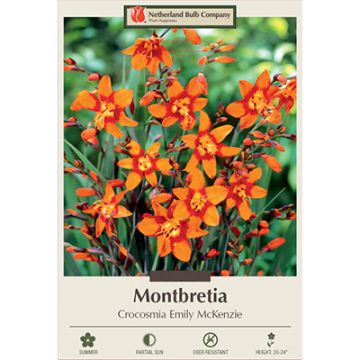 Crocosmia, Montbretia 'Emily McKenzie'