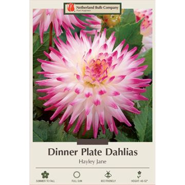 Dahlia, Dinner Plate 'Hayley Jane'