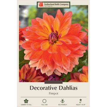 Dahlia, Decorative 'Firepot'