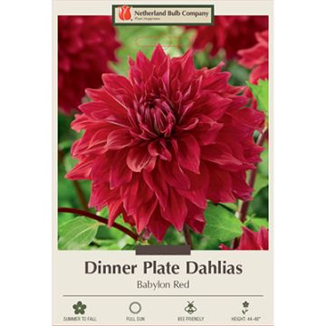 Dahlia, Dinner Plate 'Babylon Red'