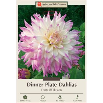 Dahlia, Dinner Plate 'Ferncliff Illusion'