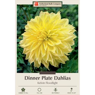 Dahlia, Dinner Plate 'Kelvin Floodlight'