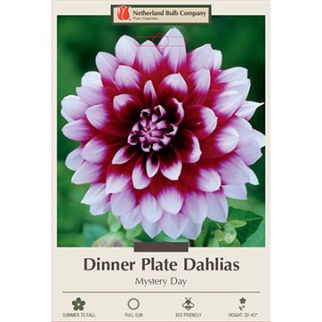 Dahlia, Dinner Plate 'Mystery Day'