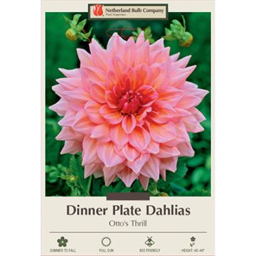 Dahlia, Dinner Plate 'Otto's Thrill'