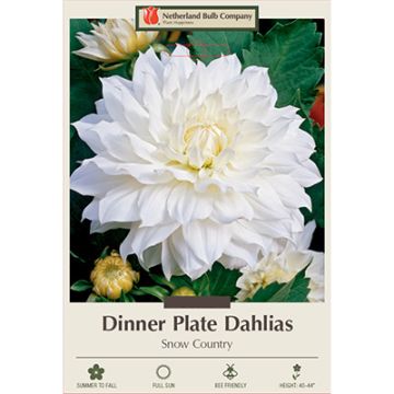 Dahlia, Dinner Plate 'Snow Country'