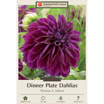 Dahlia, Dinner Plate 'Thomas A. Edison'