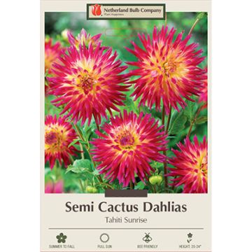 Dahlia, Cactus 'Tahiti Sunrise'