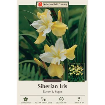 Iris, Siberian Iris 'Butter & Sugar'