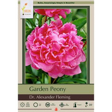 Paeonia, Garden Peony 'Dr. Alexander Fleming' 