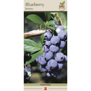 Vaccinium, Blueberry 'Jersey'