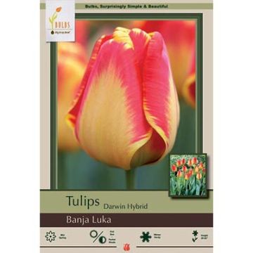 Tulipa, Darwin Hybrid Tulip 'Banja Luka'